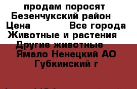 продам поросят .Безенчукский район  › Цена ­ 2 500 - Все города Животные и растения » Другие животные   . Ямало-Ненецкий АО,Губкинский г.